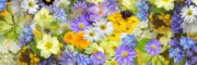 spring-flowers-flowers-collage-floral-68507-68507.jpg